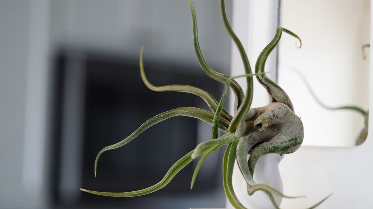 梅杜莎/女王頭 Tillandsia caput-medusae
空氣鳳梨 辦公室植物