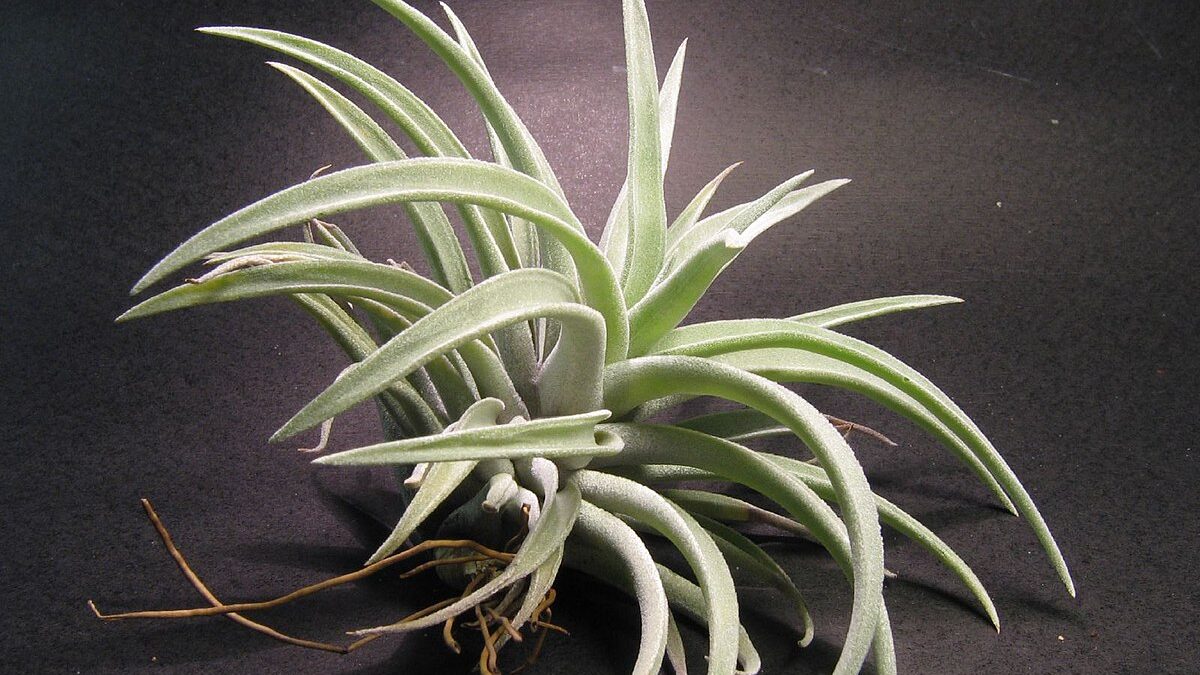 哈里斯 Tillandsia harrisii
空氣鳳梨 辦公室植物