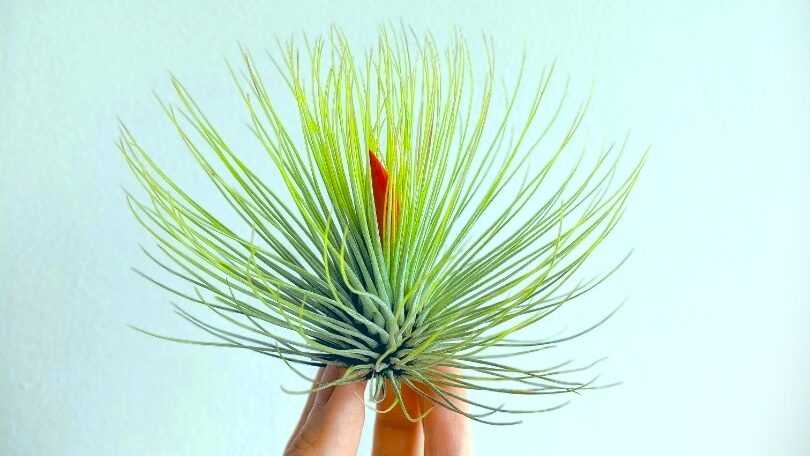 紅寶石 Tillandsia andreana
空氣鳳梨 辦公室植物