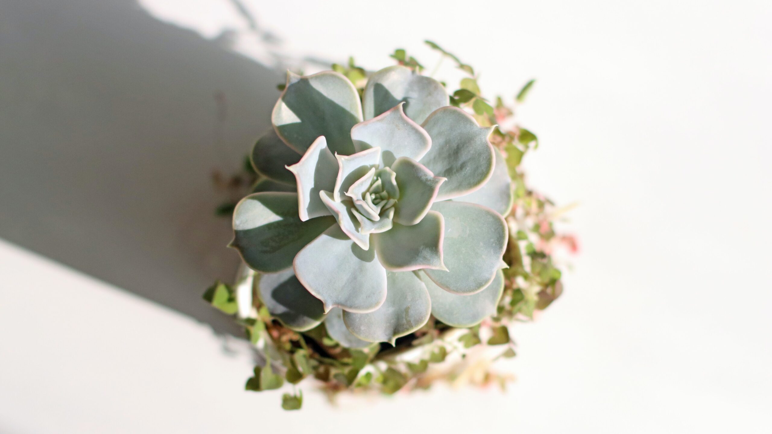 白鳳Echeveria Hakuhou
多肉植物 辦公室植物