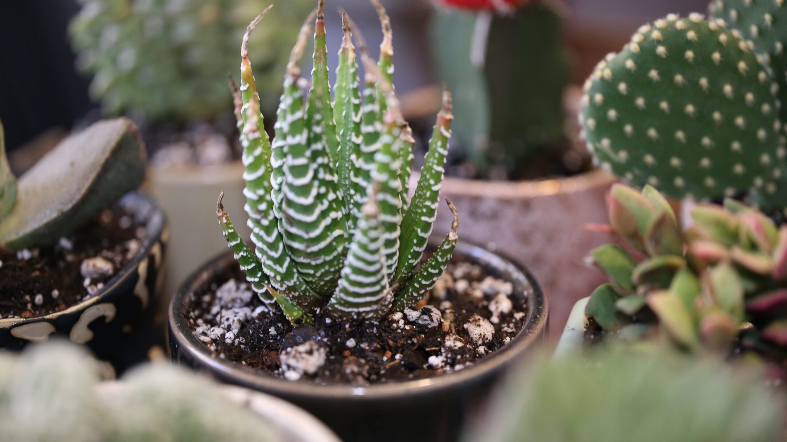 十二之卷Haworthia fasciata
多肉植物 辦公室植物