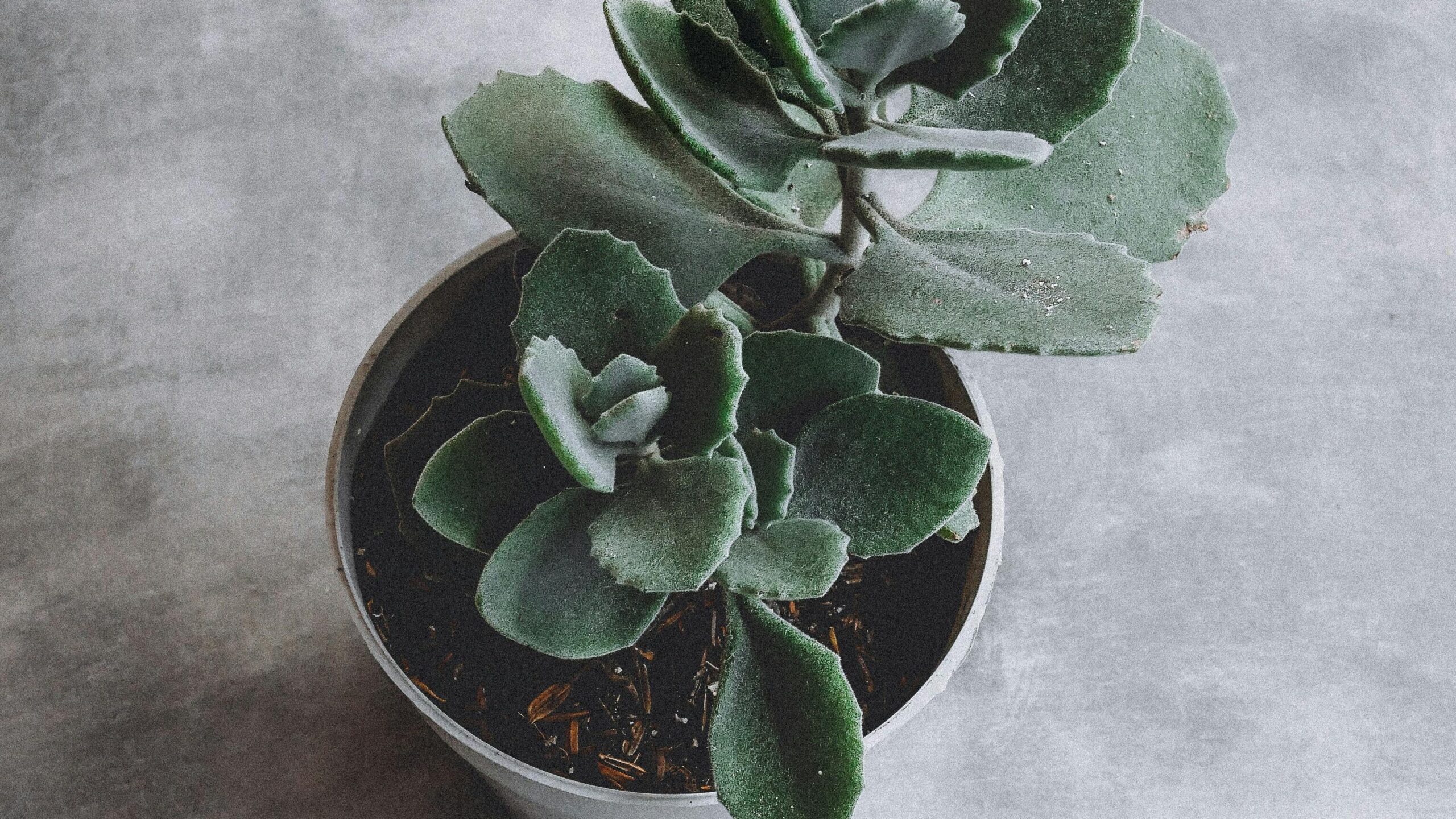 千兔耳Kalanchoe millotii
多肉植物 辦公室植物