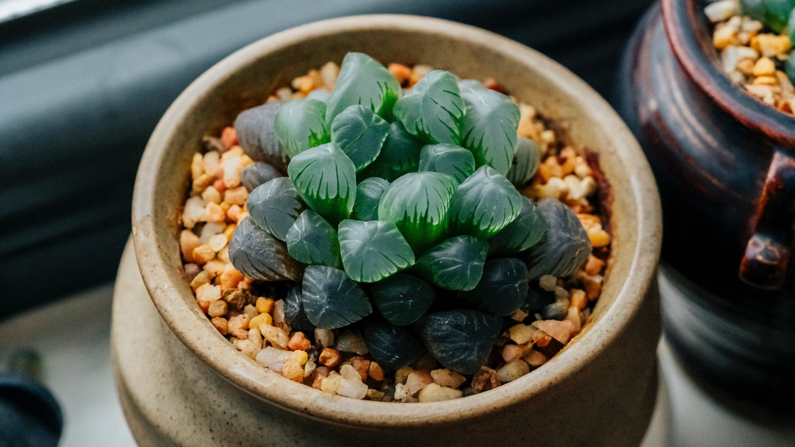 冰玉露Haworthia cooperi
多肉植物 辦公室植物